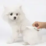 Pet Care Stainless Steel Comfort Flea Comb