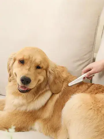 Effective Flea Removal